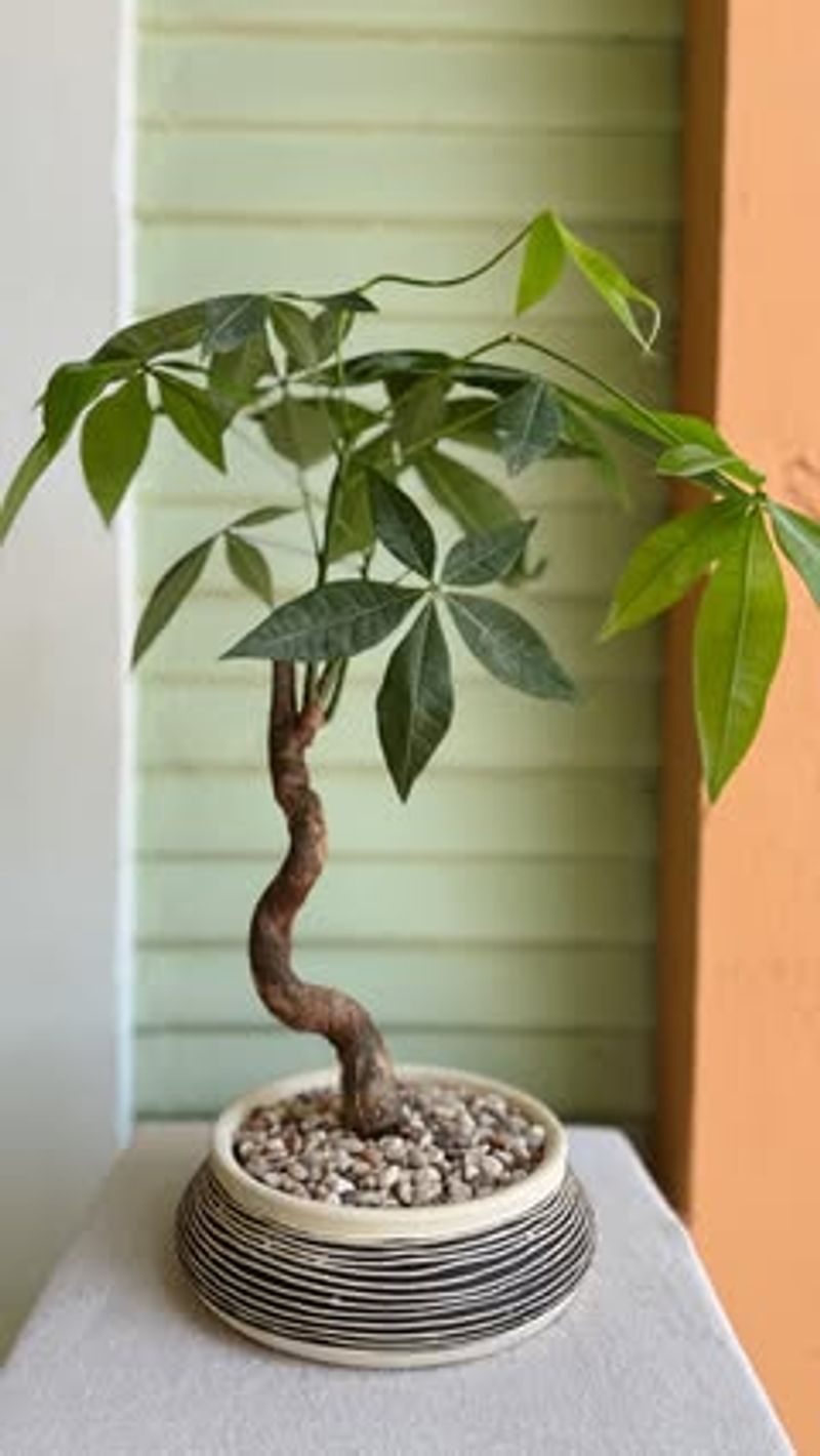Pachira Money Tree
