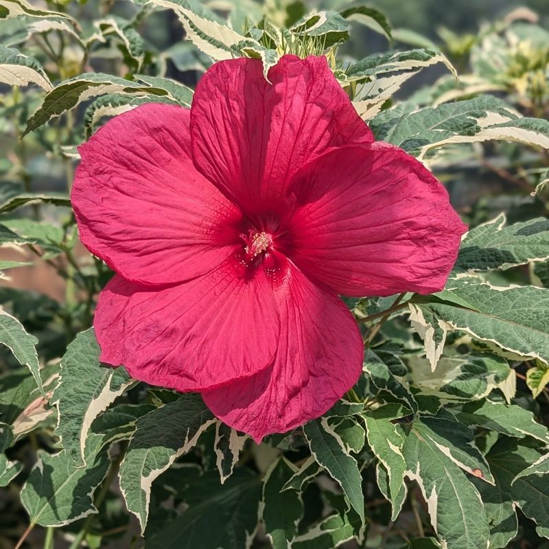 Perennial Hibiscus