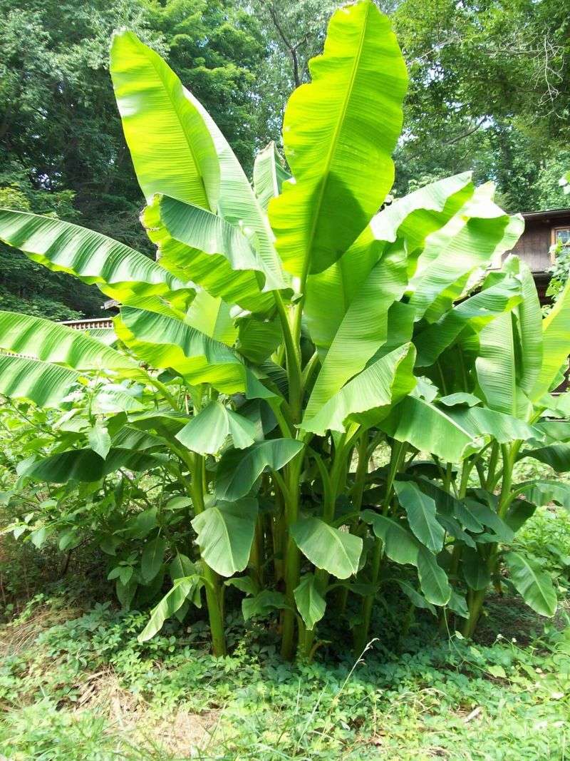 Tropical Bananas