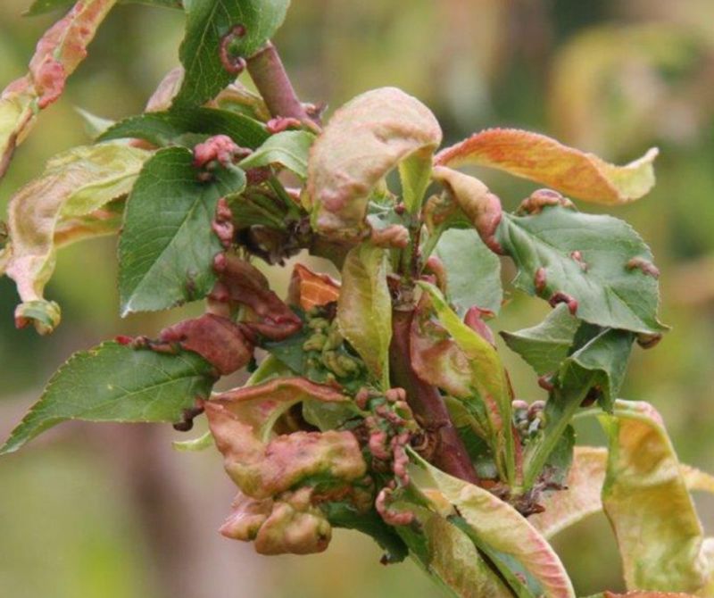 Nectarine Trees Covered In Leaf Curl