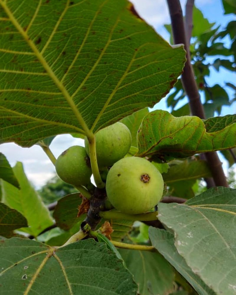 Fig Trees: Mediterranean Dreams Meet New England Reality