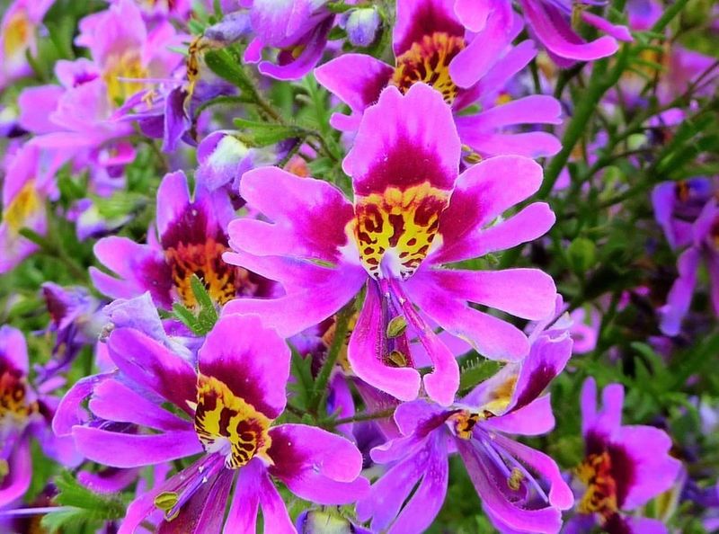 Schizanthus