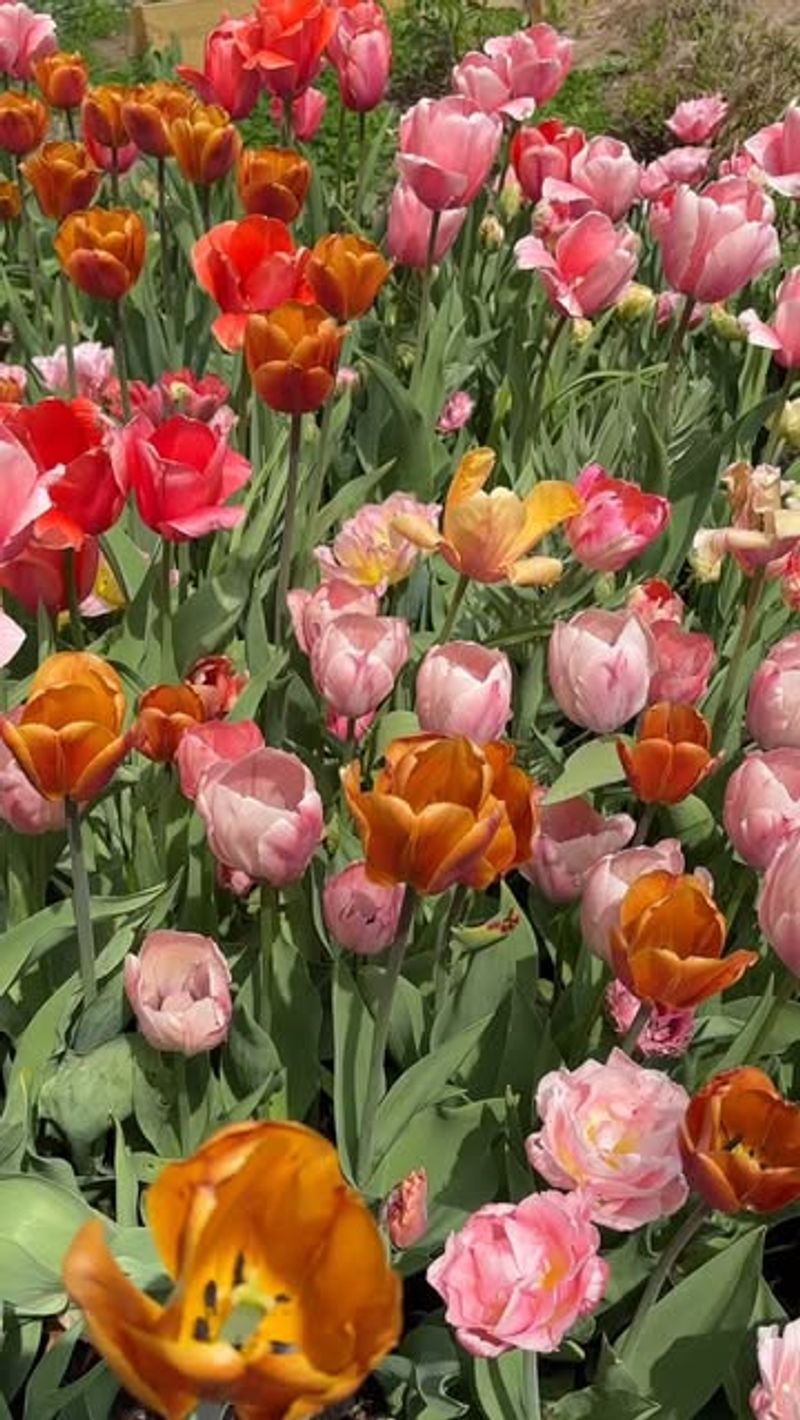 Plant Spring Bulbs