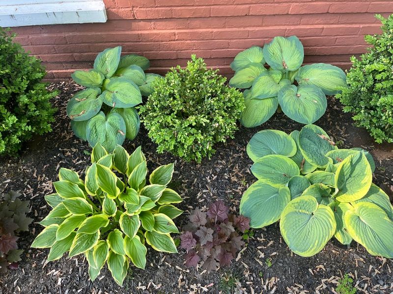 Divide Overcrowded Perennials