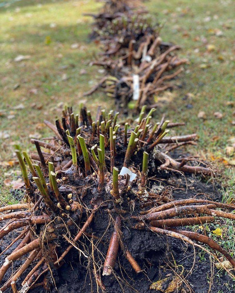 Divide Overcrowded Perennials