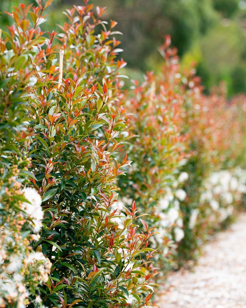 Protect Sensitive Plants