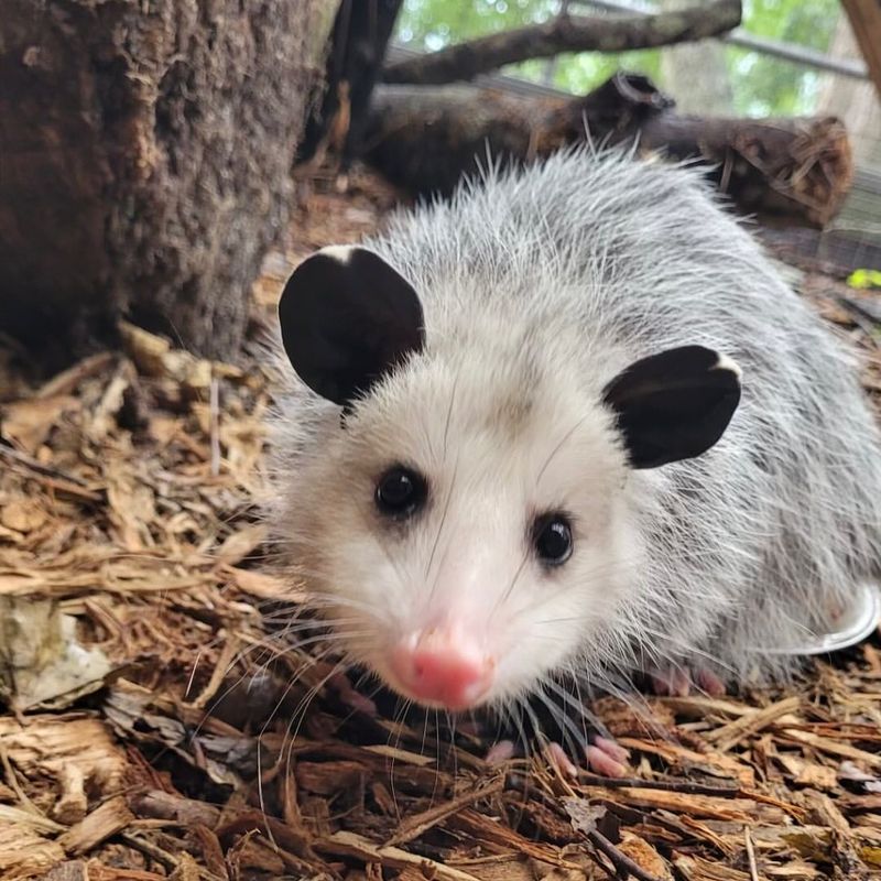 Venomous Spider Snackers