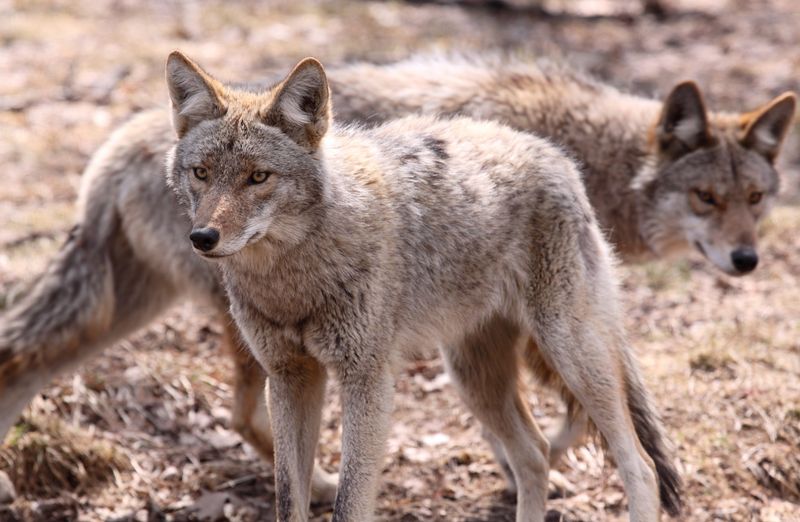 Report Aggressive Coyotes