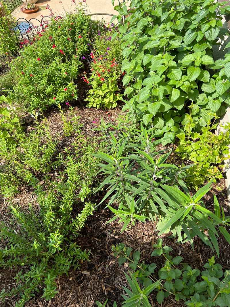 Prune Perennials