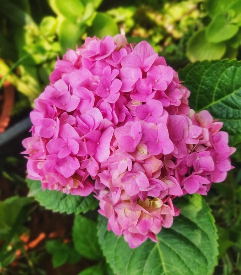 Hydrangeas