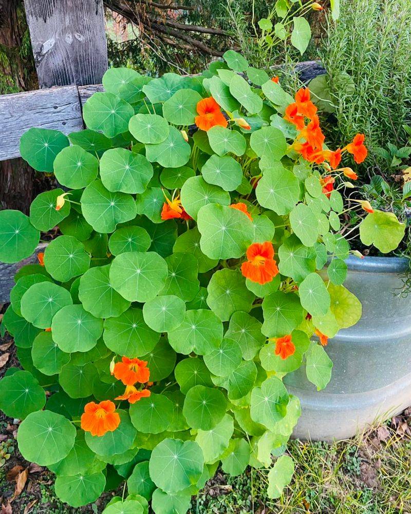 Nasturtiums For Edible Trailing Beauty