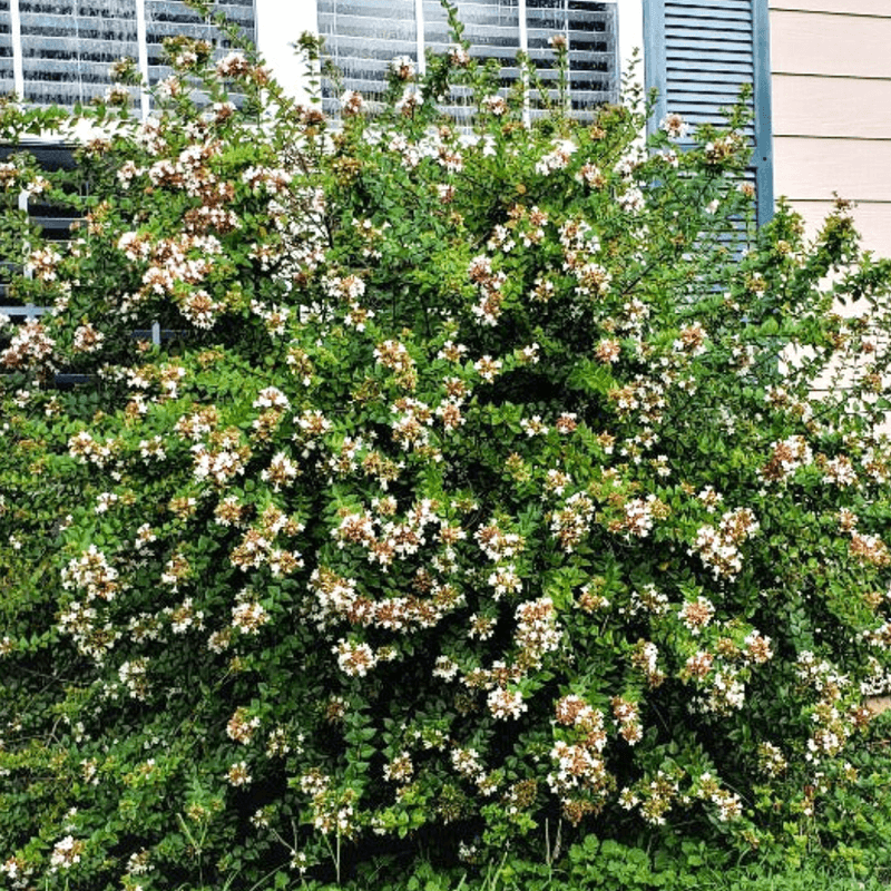 Abelia For Continuous Summer Blooms