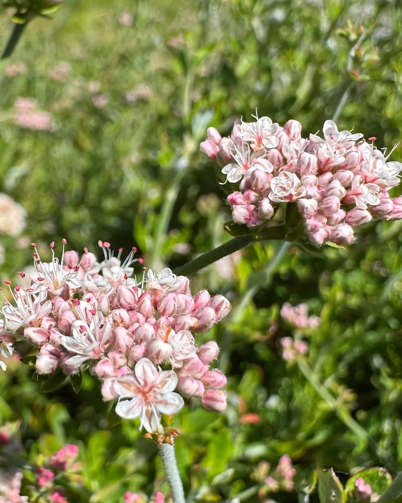 Buckwheat (Eriogonum species)