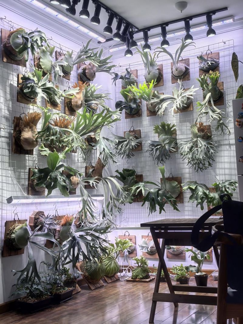 Vertical Garden Staghorn Ferns