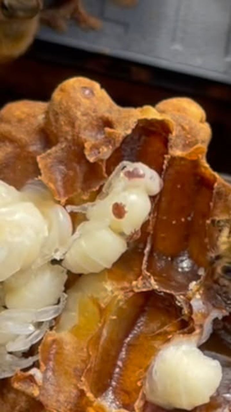 Varroa Mites