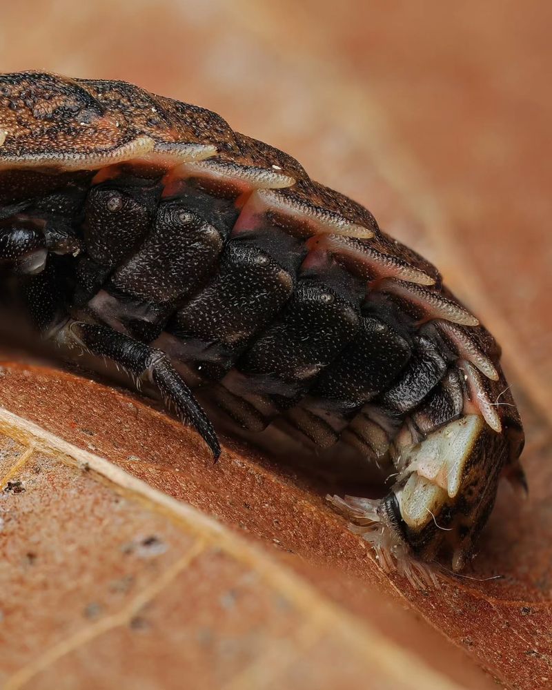 Drought Conditions Harm Larvae
