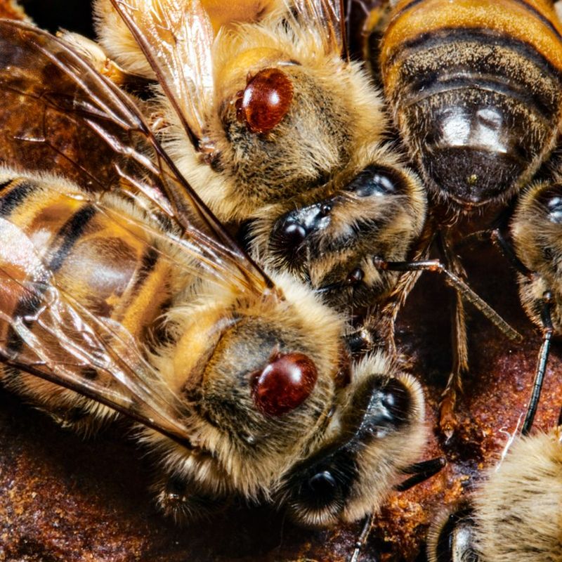 Varroa Mite Infestations