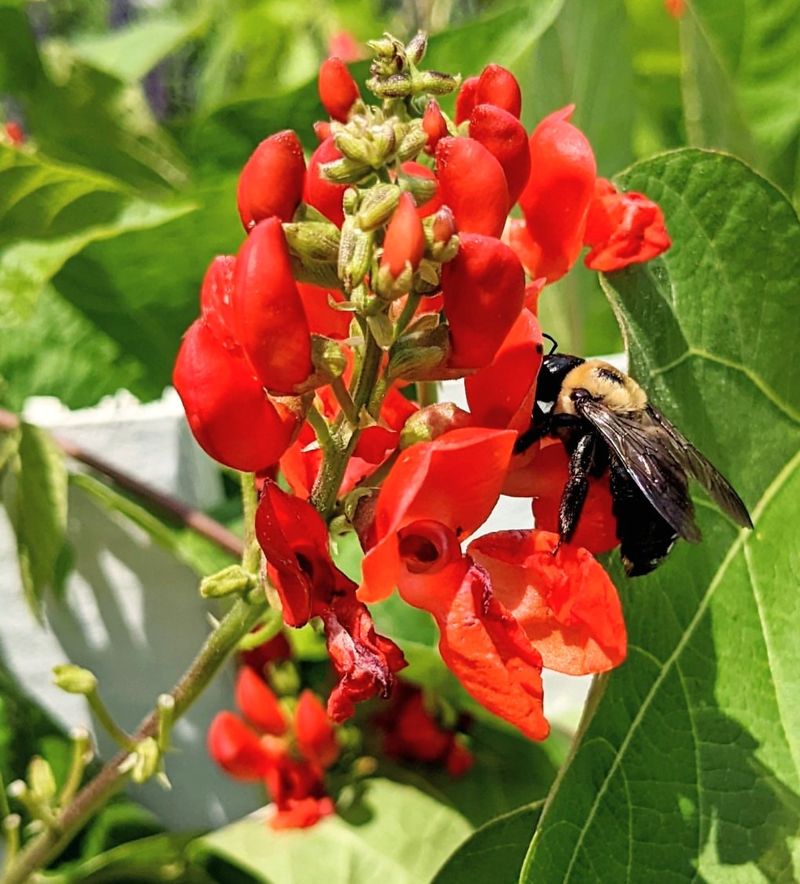Scarlet Runner Beans