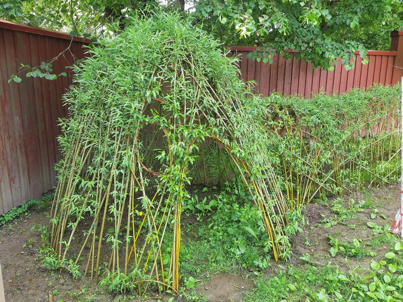 Living Willow Arches