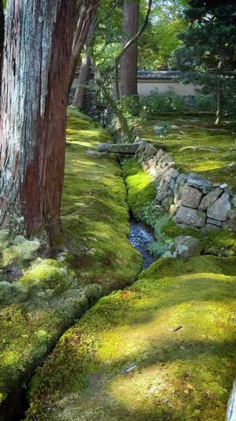 Moss Gardens