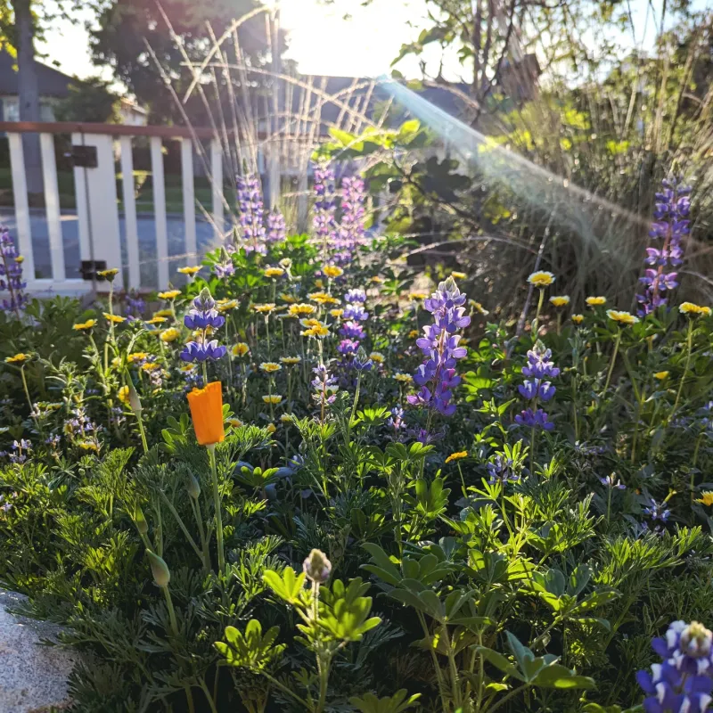 Native Wildflower Mix