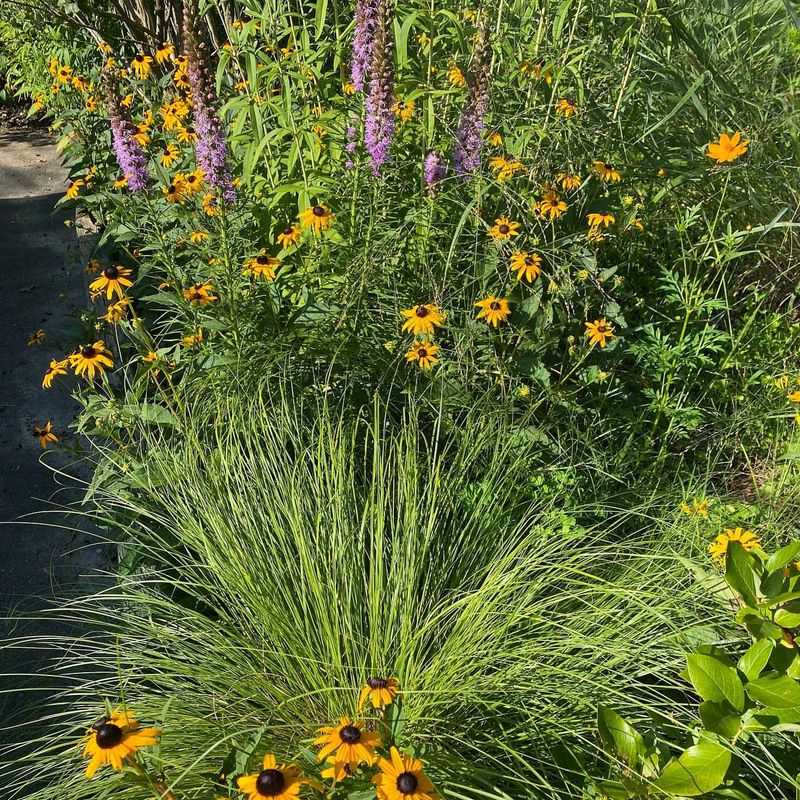 Native Prairie Grasses