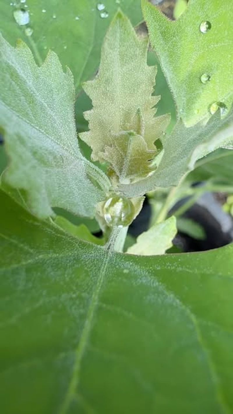 Lamb's Quarters
