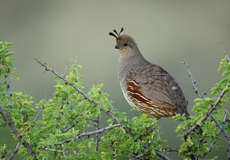 Gambel's Quail: Charismatic Ground-Dwellers