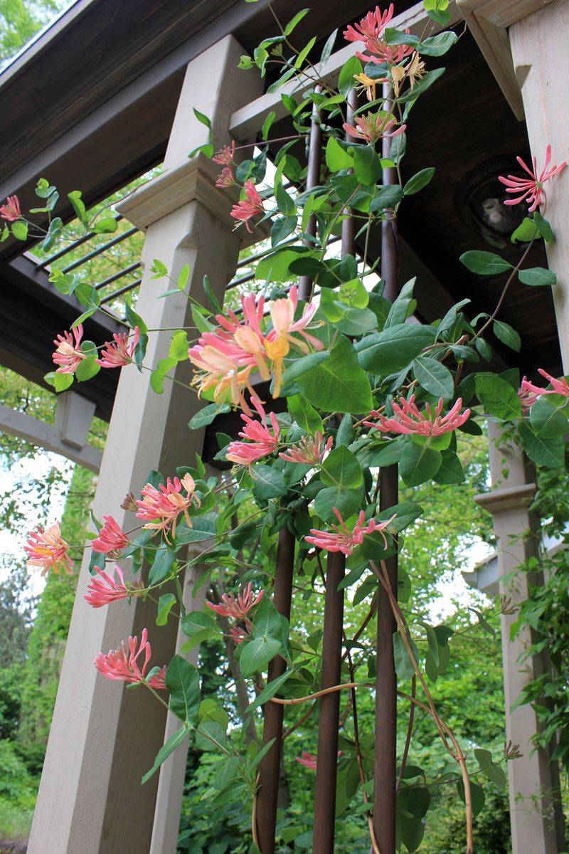 Butterfly Haven Pergolas In Gainesville