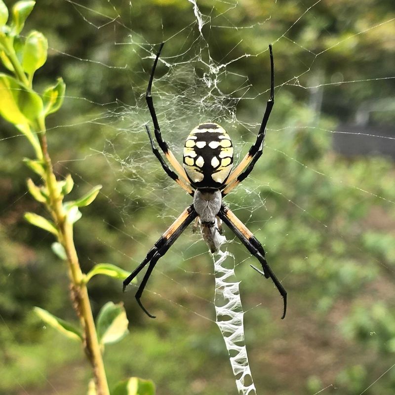 Piedmont Garden Populations