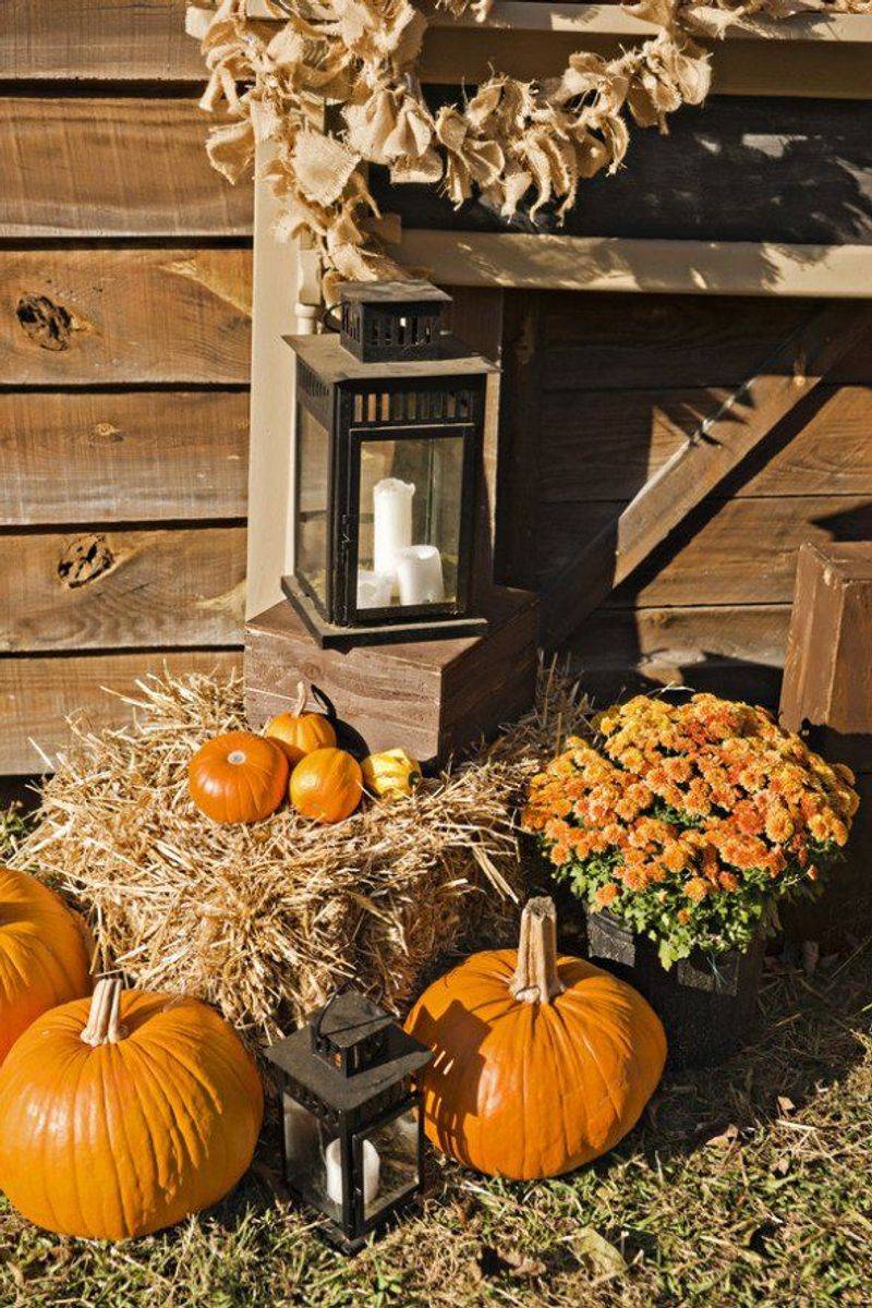 Wine Country Harvest Scene