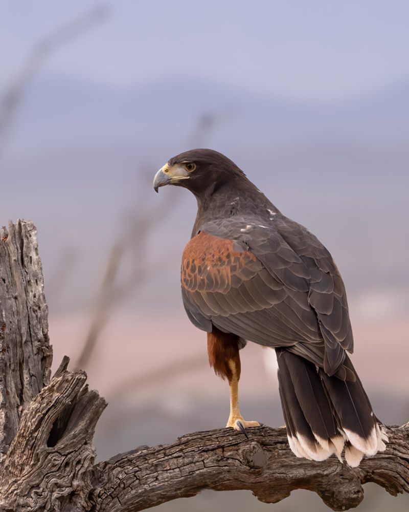 Harris's Hawk