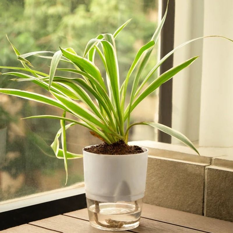 Window Suction Cup Planters For Space Savers