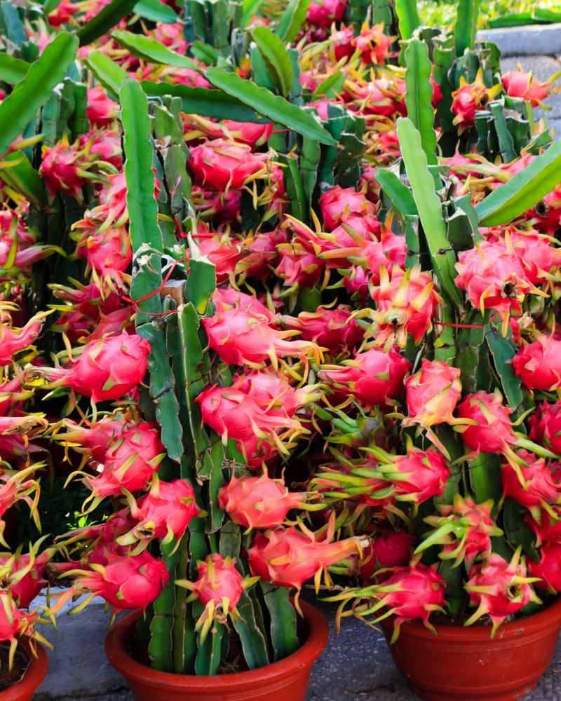Dragon Fruit