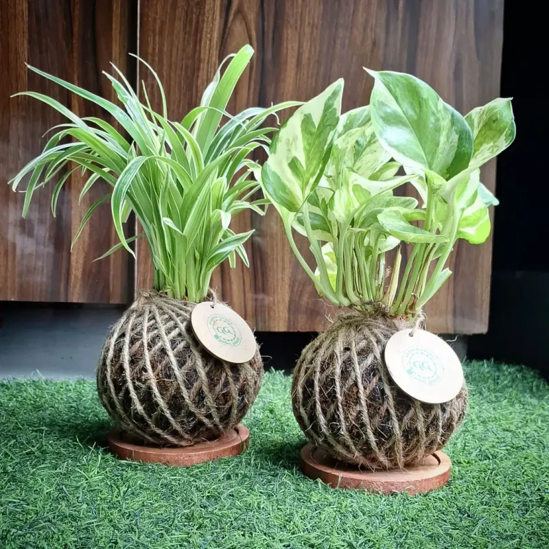 Kokedama String Gardens For Artistic Display