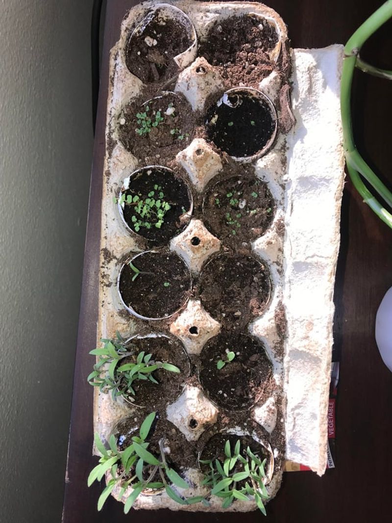 Eggshell Seed Starters