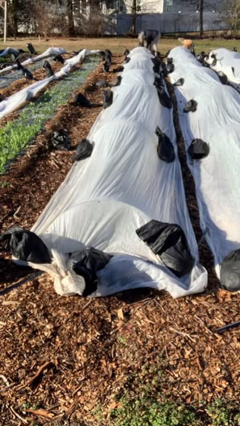 Row Covers
