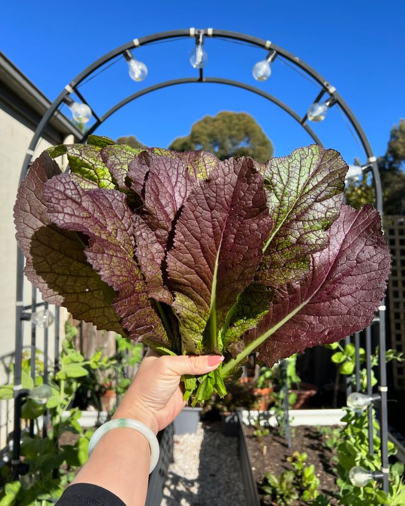 Tasty Mustard Greens