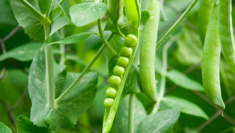 Snap Peas For Early Harvests