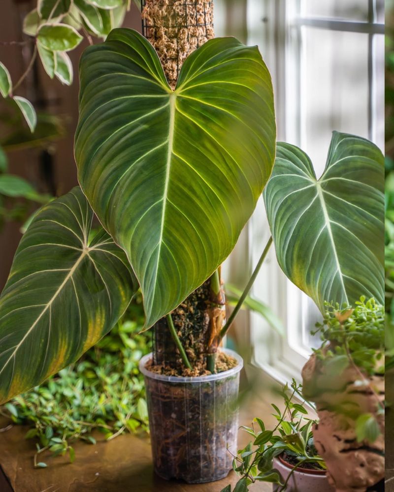 Philodendron