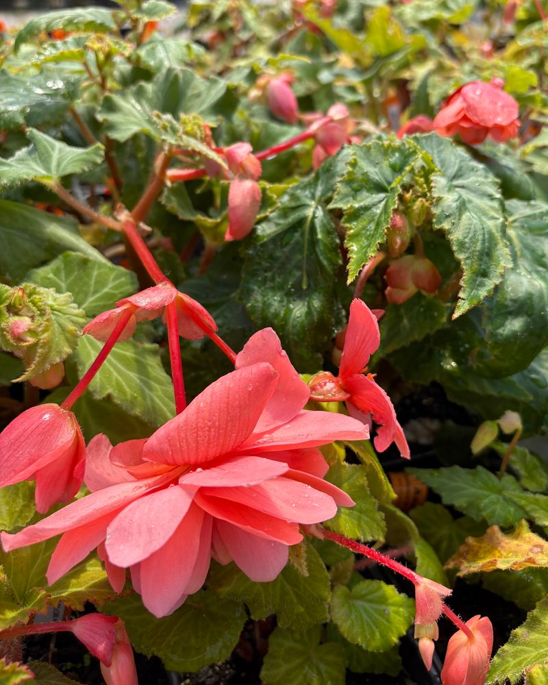 Tuberous Begonias: Elegant Bloomers For Dappled Light