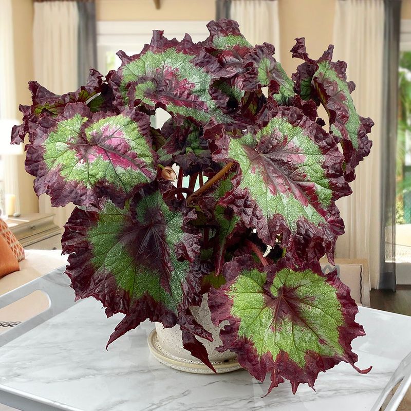 Rex Begonia