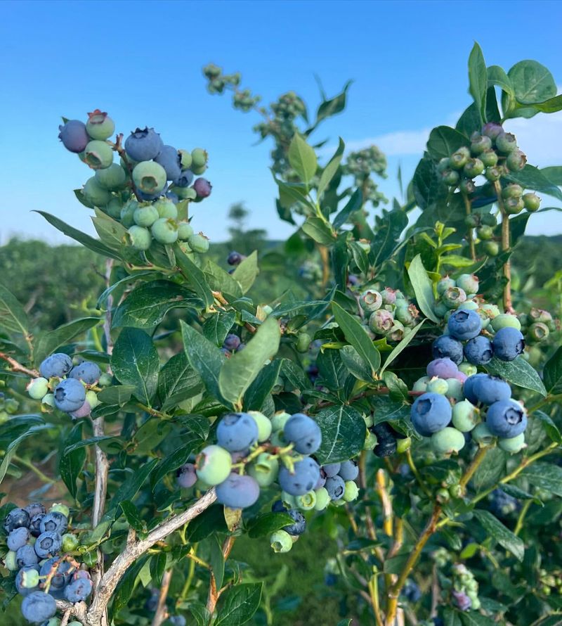 Blueberries