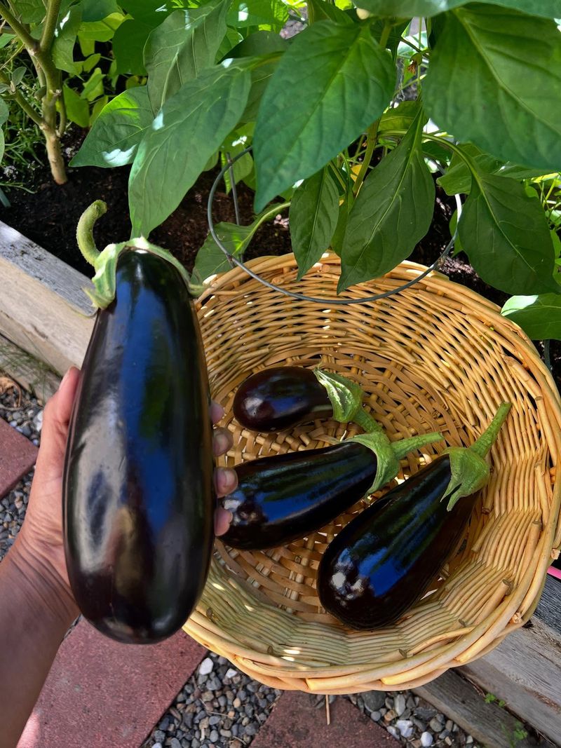 Eggplant: Purple Beauty That Craves Humidity
