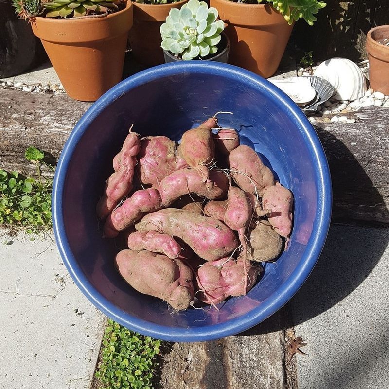 Sweet Potatoes: Underground Summer Gold