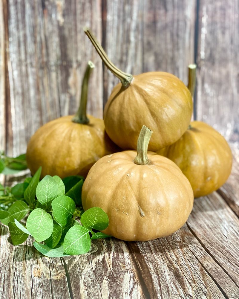 Seminole Pumpkin: Native Florida Survivor