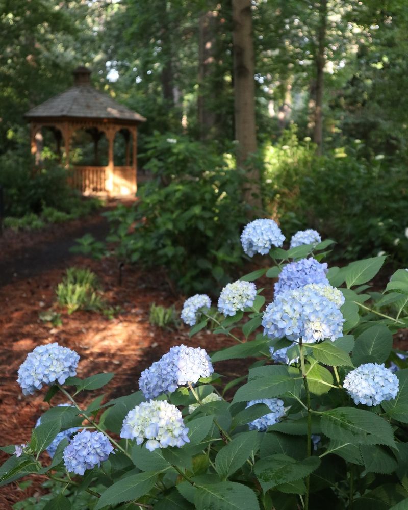Adjust Soil PH For Desired Bloom Colors
