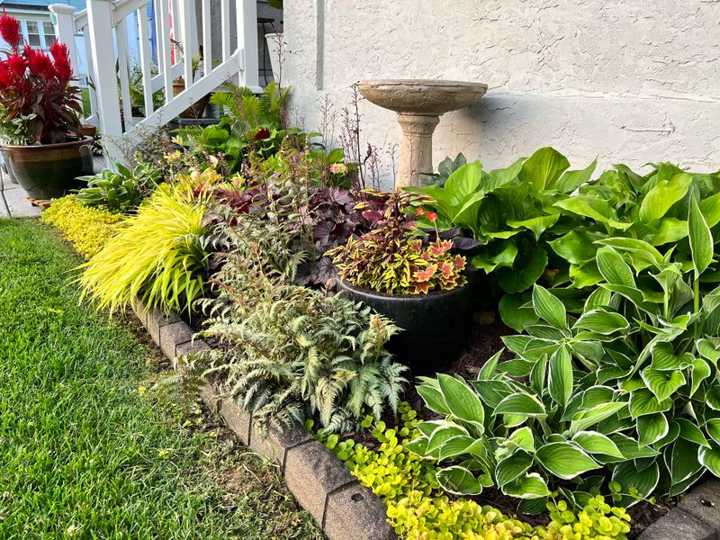Divide Crowded Perennials