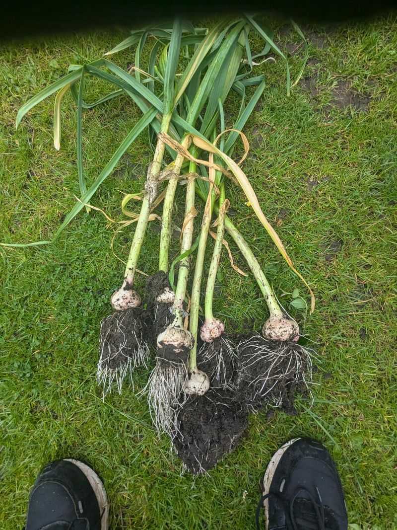 Plant Garlic