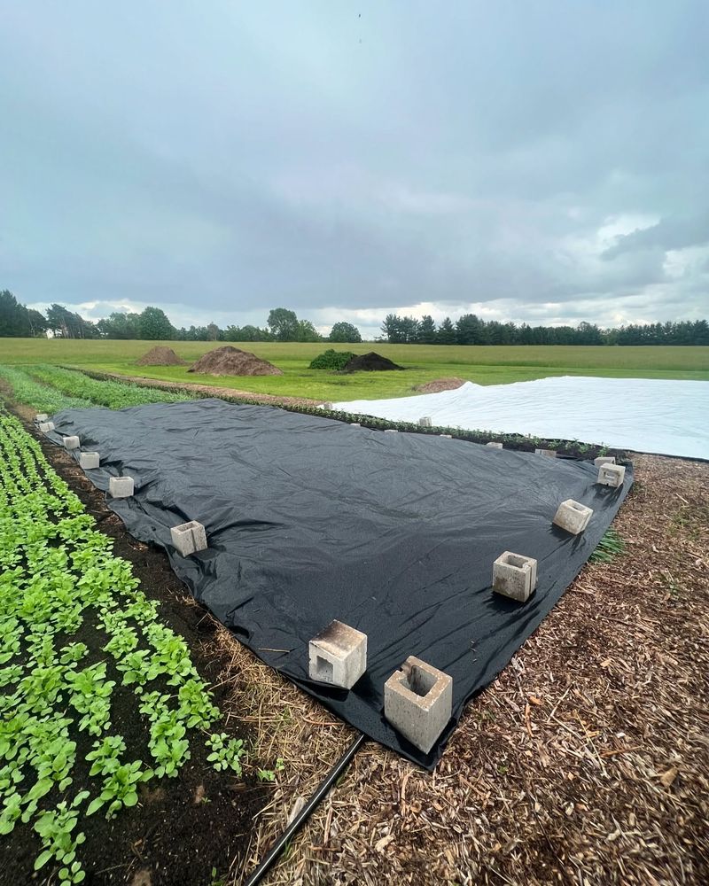 Plant Cover Crops